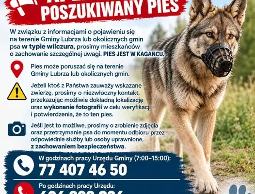 Pilne: Pies błąka się po Gminie Lubrza — potrzebna pomoc w schwytaniu