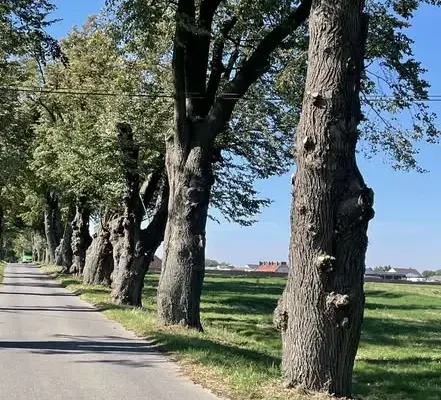 Aleja lipowa w Głogówku odnowiona. Chroniona pachnica dębowa bezpieczna