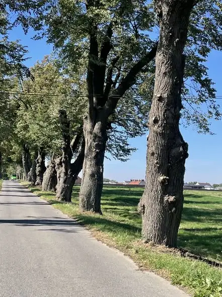Aleja lipowa w Głogówku odnowiona. Chroniona pachnica dębowa bezpieczna